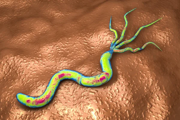 Ілюстрація Helicobacter Pylori Бактерії Яка Викликає Виразку Шлунка Дванадцятипалої Кишки — стокове фото