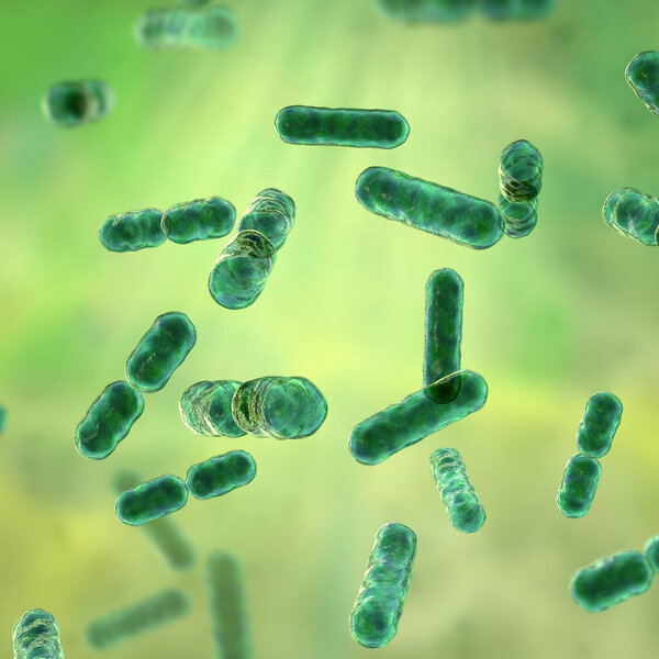 Scientific image of bacteria Bacteroides, Gram-negative anaerobic bacterium, one of the major components of normal microbiome of human intestine, 3D illustration. B. fragilis and other Bacteroides