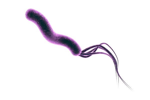 Illustratie Van Helicobacter Pylori Bacterie Die Maag Duodenumulcus Veroorzaakt Geïsoleerd — Stockfoto