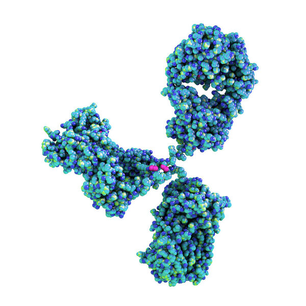 Molecular model of antibody taking part in immune defense. Molecule of immunoglobulin isolated on white background, 3D illustration