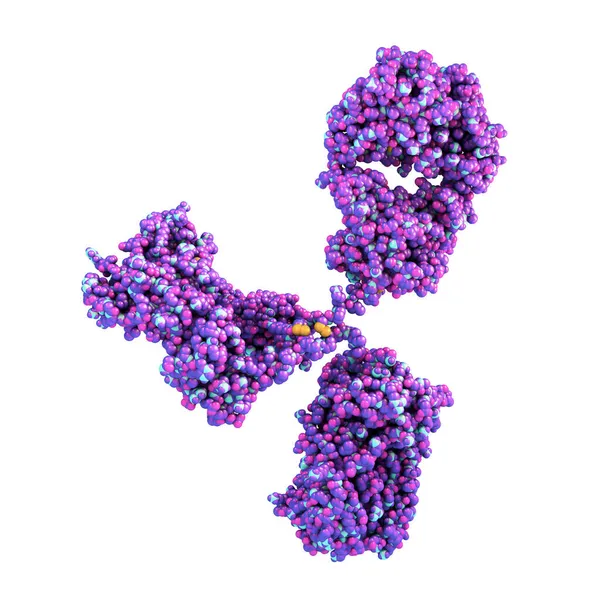 抗体参与免疫防御的分子模型 白色背景下分离的免疫球蛋白分子 3D说明 — 图库照片