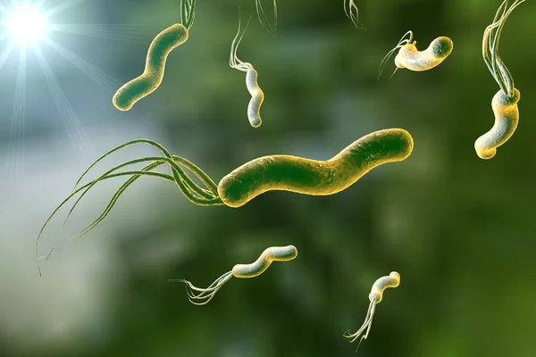 Απεικόνιση Του Helicobacter Pylori Βακτηρίου Που Προκαλεί Γαστρικό Και Δωδεκαδακτυλικό — Φωτογραφία Αρχείου