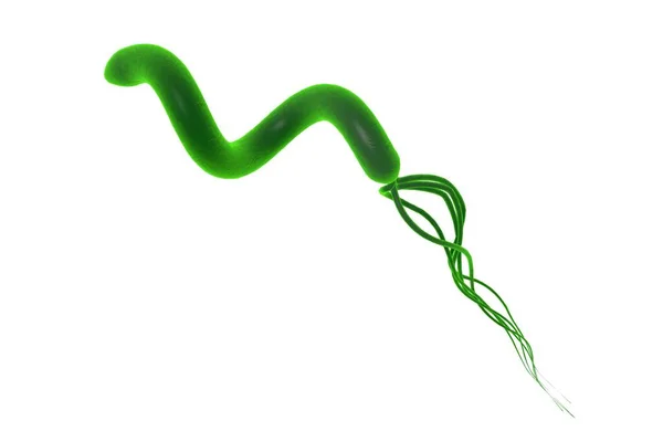 Illusztráció Helicobacter Pylori Baktérium Okozza Gyomor Nyombélfekély Izolált Fehér Alapon — Stock Fotó