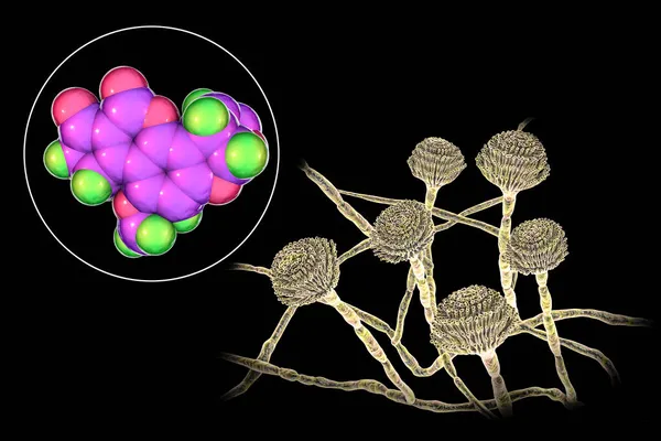 Fungi Aspergillus Виробляє Aflatoxin Потужний Канцероген Ілюстрація Гриби Часто Забруднюють — стокове фото