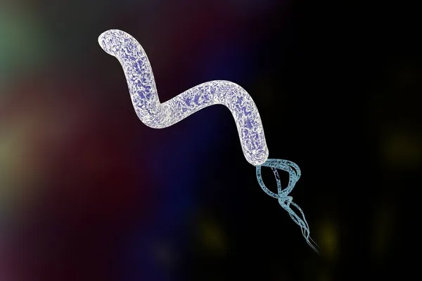 Illustration Helicobacter Pylori Bacterium Which Causes Gastric Duodenal Ulcer — Stock Photo, Image