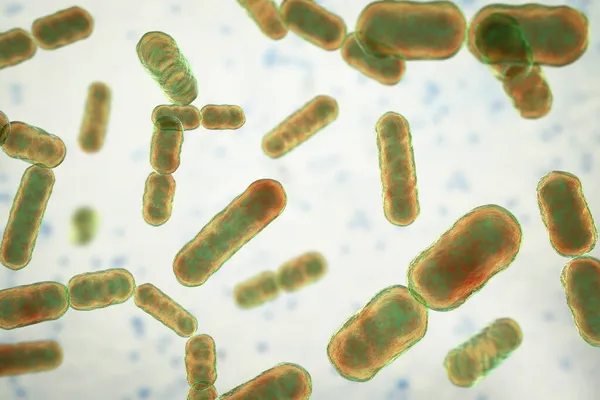 Immagine Scientifica Batteri Bacteroides Fragilis Altri Bacteroides Gram Negativo Batterio — Foto Stock