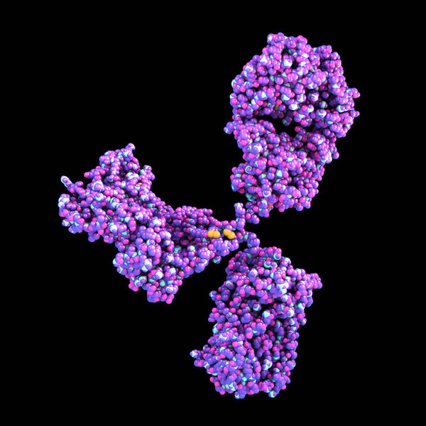Molecular model of antibody taking part in immune defense. Molecule of immunoglobulin isolated on black background, 3D illustration