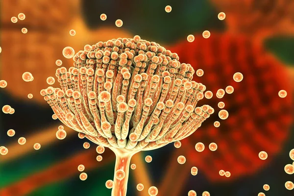 Μύκητες Μαύρης Μούχλας Aspergillus Που Παράγουν Αφλατοξίνες Και Προκαλούν Πνευμονική — Φωτογραφία Αρχείου