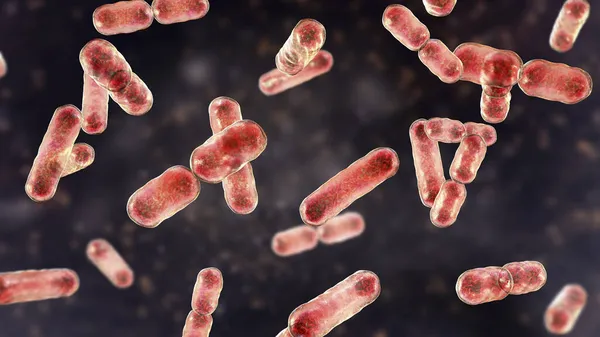 Vetenskaplig Bild Bakterier Bacteroides Gramnegativa Anaeroba Bakterier Viktigaste Komponenterna Normal — Stockfoto