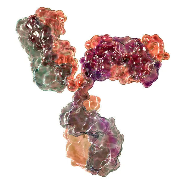 항체의 모형은 방어에 Molule Immunoglobulin Illustration — 스톡 사진