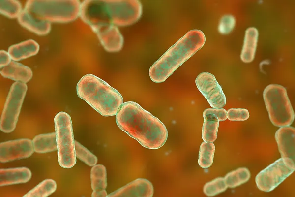 세균의 과학적 이미지 Bacteroides Fragilis Bacteroides 무산소 박테리아 Gram Negative — 스톡 사진