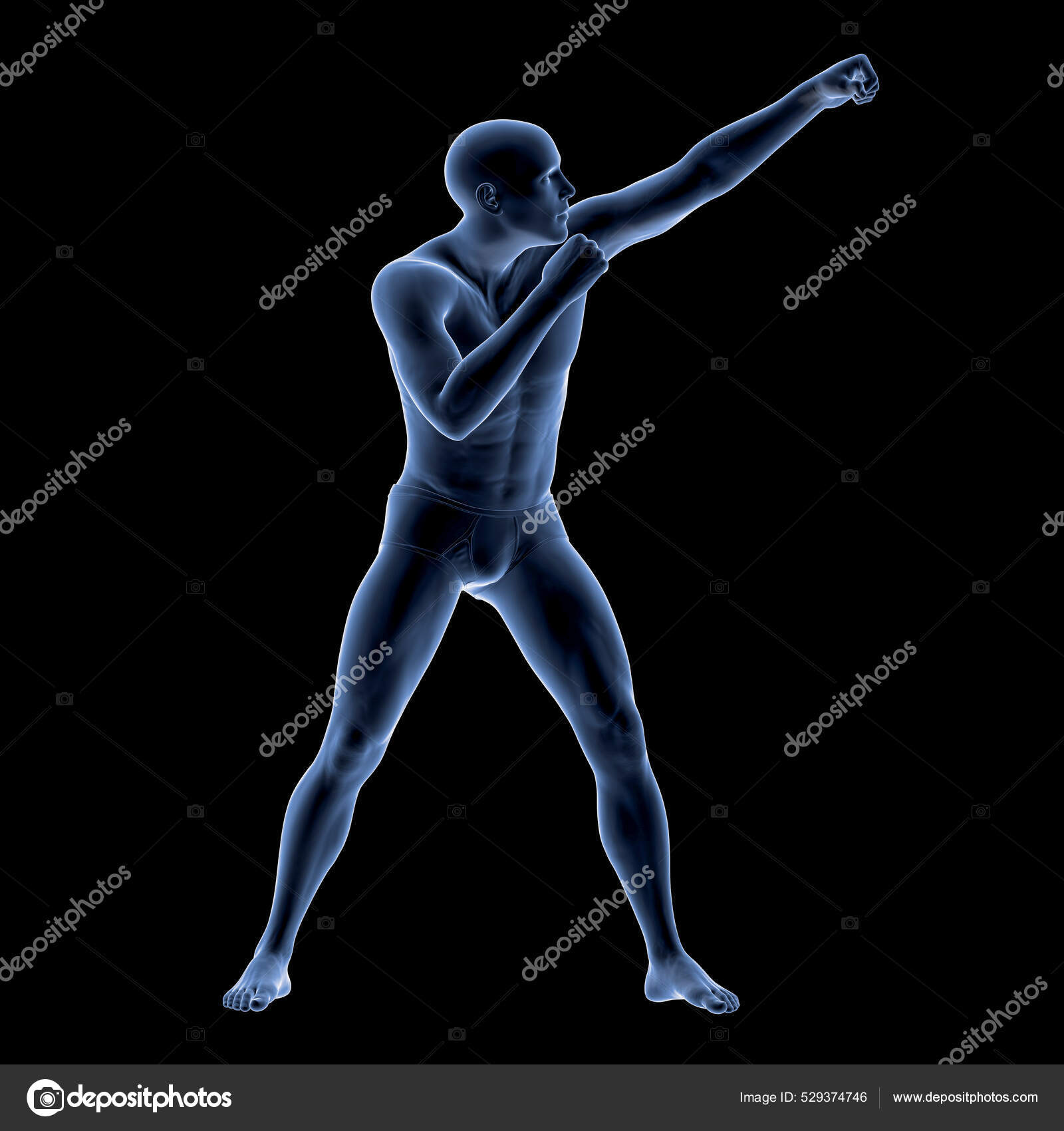 Anatomy Boxing Sport Illustration Human Male Body Boxing Position Stock