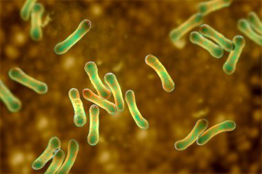 Corynebacterium 'un bilimsel görüntüsü karakteristik morfolojilerini gösteriyor, çubuk şekilli bakteriler daha geniş uçlu ve kulüp şekilli, 3 boyutlu çizimler. C. diphtheriae ve diğer şeyler.