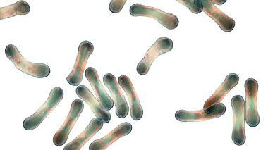 Corynebacterium 'un bilimsel görüntüsü karakteristik morfolojilerini gösteriyor, çubuk şekilli bakteriler daha geniş uçlu ve kulüp şekilli, 3 boyutlu çizimler. C. diphtheriae ve diğer şeyler.