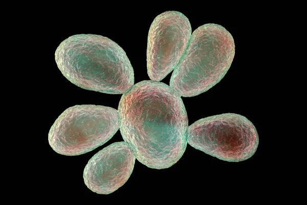 Fungi Paracoccidioides Brasiliensis Paracoccidioidomycosisを引き起こす変態真菌 船の車輪に似た真菌の特徴的な形態を示す科学的な3Dイラスト — ストック写真