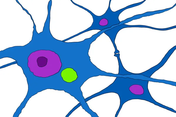 Neuronen Bij Rabiës Ziekte Wetenschappelijk Beeld Van Aanwezigheid Van Negri — Stockfoto