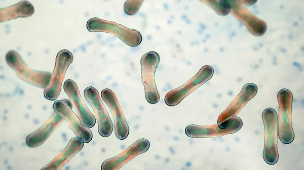 Научное Изображение Бактерий Corynebacterium Характерной Морфологией Палочкообразные Бактерии Широкими Концами — стоковое фото
