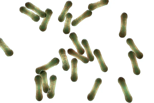 Scientific Image Bacteria Corynebacterium Showing Characteristic Morphology Rod Shaped Bacteria — Stock Photo, Image