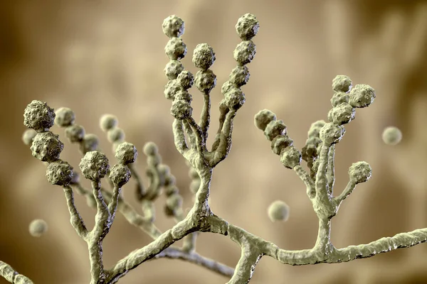 Fungo Microscópico Scopulariopsis Brevicaulis Ilustração Fungo Que Infecta Unhas Causa — Fotografia de Stock