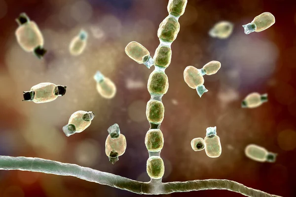 Coccidioides 糸状の菌類 腐生ステージ 図で真菌の Arthroconidia 土壌に存在する病原菌を引き起こす感染コクシジオイデス症やバレー熱 — ストック写真