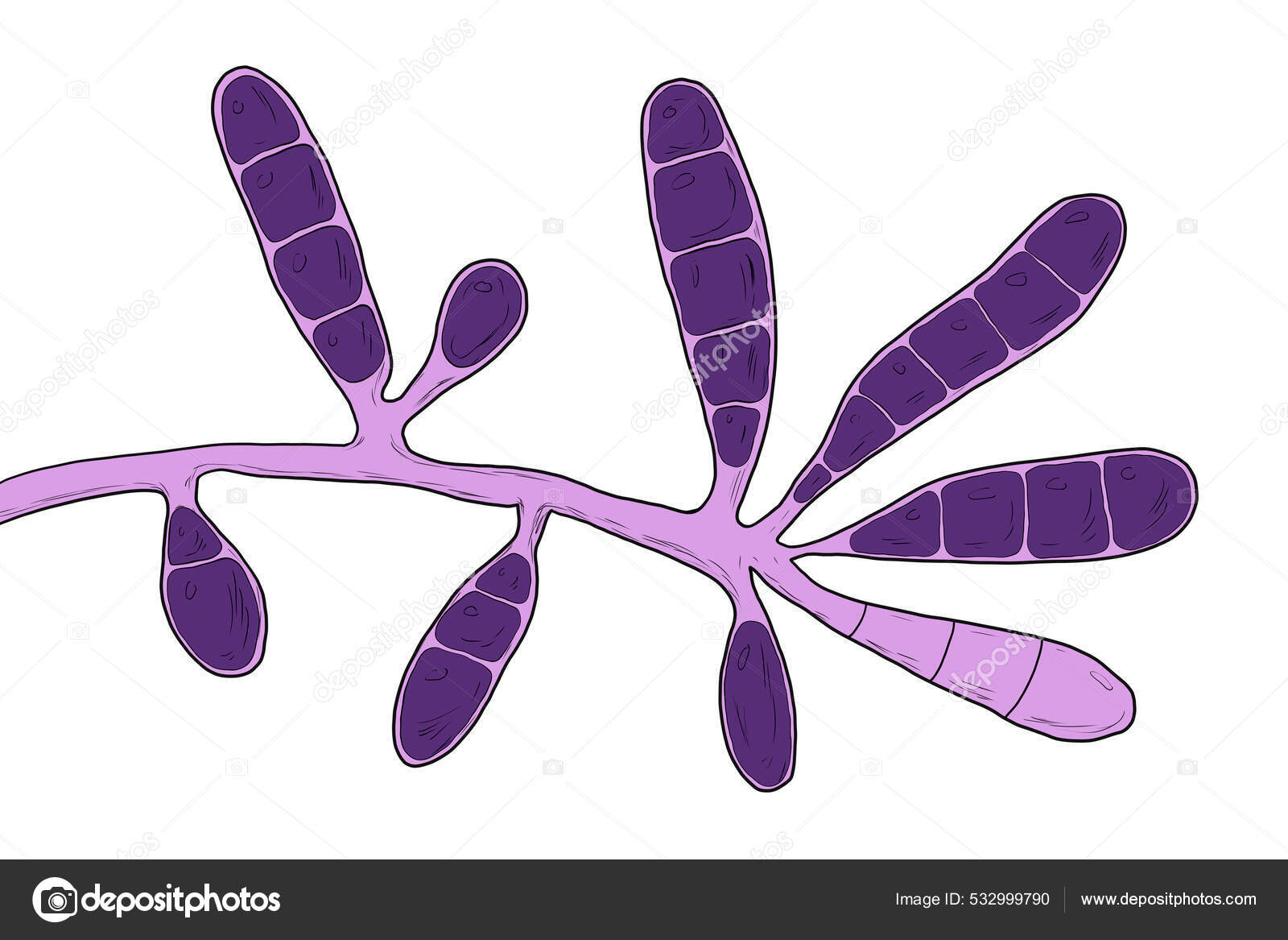 Hongos Microscópicos Epidermophyton Floccosum Ilustración Científica ...