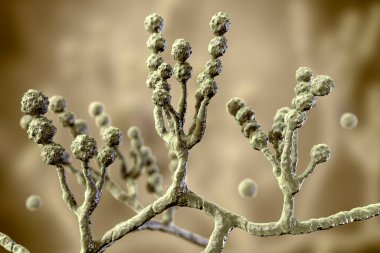 Mikroskobik mantar Scopulariopsis brevicaulis, 3 boyutlu illüstrasyon. Çivileri enfekte eden mantar, deri altı ve invaziv enfeksiyonlara, endokardite, sinüzit, yaygın enfeksiyona neden olur.