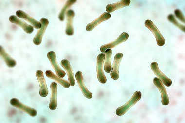 Corynebacterium 'un bilimsel görüntüsü karakteristik morfolojilerini gösteriyor, çubuk şekilli bakteriler daha geniş uçlu ve kulüp şekilli, 3 boyutlu çizimler. C. diphtheriae ve diğer şeyler.