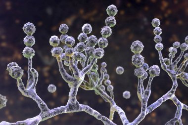 Mikroskobik mantar Scopulariopsis brevicaulis, 3 boyutlu illüstrasyon. Çivileri enfekte eden mantar, deri altı ve invaziv enfeksiyonlara, endokardite, sinüzit, yaygın enfeksiyona neden olur.