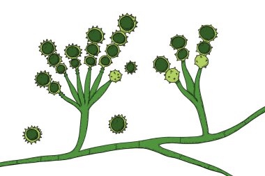 Mikroskobik mantar Scopulariopsis brevicaulis, illüstrasyon. Çivileri enfekte eden mantar, deri altı ve invaziv enfeksiyonlara, endokardite, sinüzit, yaygın enfeksiyona neden olur.