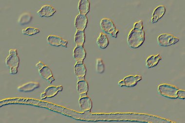 Mantar Coccidioides immitis, Saprofit sahne, mantar arthroconidia gösteren 3d çizim. Toprakta bulunan ve enfeksiyon Koksidiyoidomikoz veya vadi humması neden olabilir patojenik mantarlar