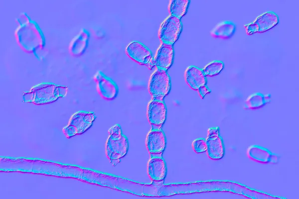 Schimmels Coccidioides Immitis Saprofytische Stadium Illustratie Van Schimmel Arthroconidia Pathogene — Stockfoto