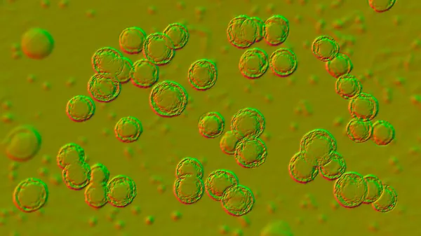 Bakterier Pediococcus Illustration Grampositiva Kocker Associerade Med Infektioner Hos Patienter — Stockfoto