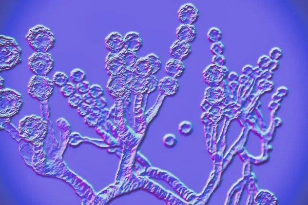 Microscopische Schimmels Scopulariopsis Brevicaulis Illustratie Schimmel Die Nagels Infecteert Subcutane — Stockfoto