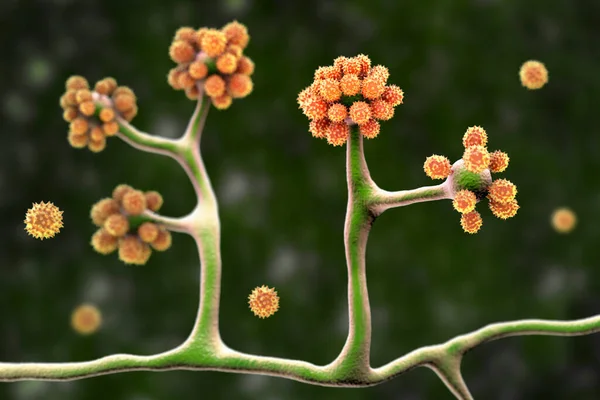 Microscopic Fungi Cunninghamella Scientific Illustration Pathogenic Fungi Order Mucorales Cause — Stock Photo, Image