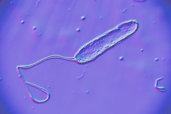 Wetenschappelijk Beeld Van Beweeglijke Geflagelleerde Bacteriën Bacterium Stenotrophomonas Maltophilia Illustratie — Stockfoto
