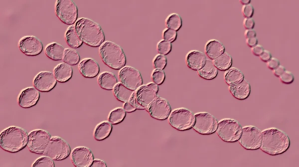 Bacterias Leuconostoc Ilustración Las Bacterias Del Ácido Láctico Coccoide Que —  Fotos de Stock