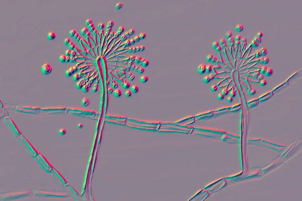 Mantar aspergillus, aflatoksin üreten ve akciğer enfeksiyonuna neden olan siyah küf, 3 boyutlu illüstrasyon. Aspergillus niger, A. versicolor ve diğer