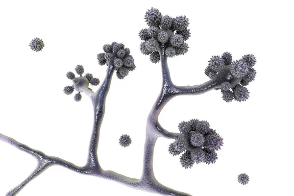 Fungo Microscópico Cunninghamella Ilustração Científica Fungos Patogênicos Ordem Mucorales Causam — Fotografia de Stock