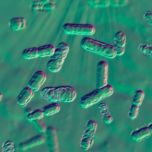 Imagen Científica Bacteria Bacteroides Bacteria Anaeróbica Gramnegativa Uno Los Principales — Foto de Stock