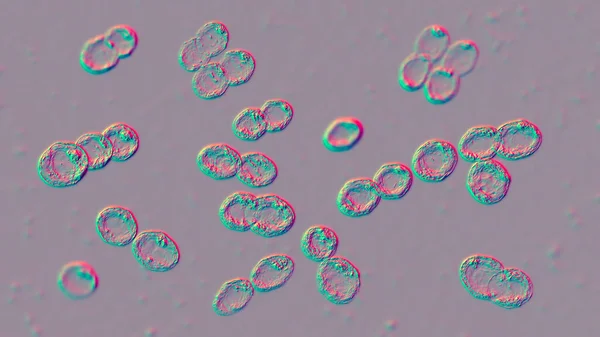 Bakteri Lactococcus Boyutlu Illüstrasyon Gram Pozitif Cocci Süt Ürünleri Endüstrisinde — Stok fotoğraf