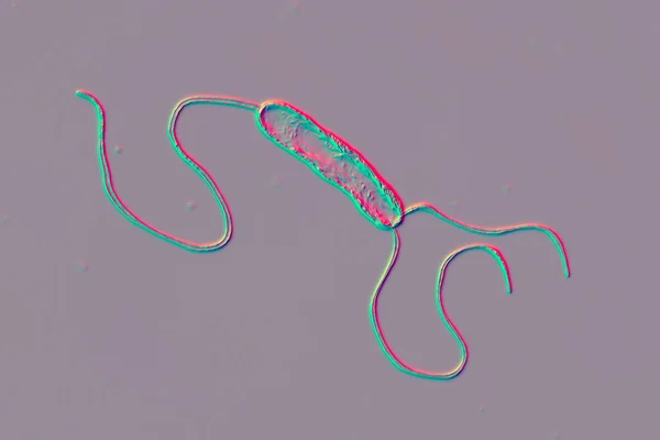 Image Scientifique Bactéries Flagellées Mobiles Bactérie Stenotrophomonas Maltophilia Illustration Bacilles — Photo