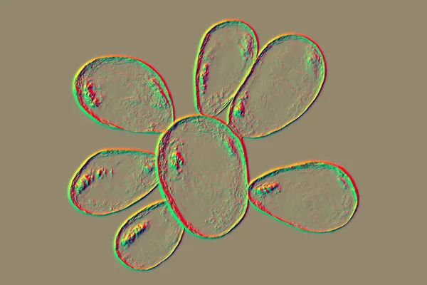 Hongos Paracoccidioides Brasiliensis Hongo Dimórfico Que Causa Paracoccidioidomicosis Ilustración Científica — Foto de Stock