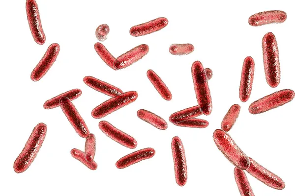 西兰花科细菌的科学图像 革兰氏阴性细菌来自肠杆菌科 3D说明 在人类肠道中发现 可导致尿道感染 婴儿脑膜炎和脓毒症 — 图库照片