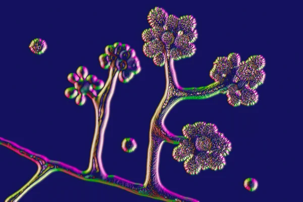 Champignons Microscopiques Cunninghamella Illustration Scientifique Les Champignons Pathogènes Ordre Des — Photo