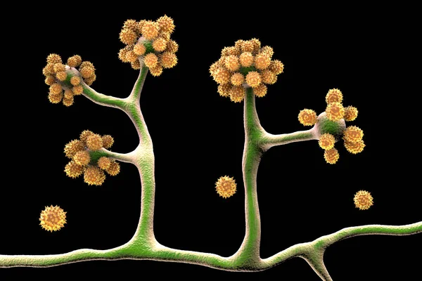 Funghi Microscopici Cunninghamella Illustrazione Scientifica Funghi Patogeni Dell Ordine Mucorales — Foto Stock