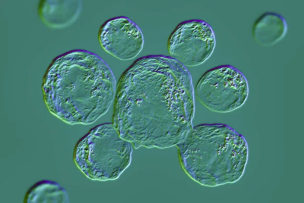 Fungi Paracocciooides Lutzii 브라질 에콰도르에서 발견되는 Paracoccidioidomycosis 일으키는 균류이다 과학적 — 스톡 사진