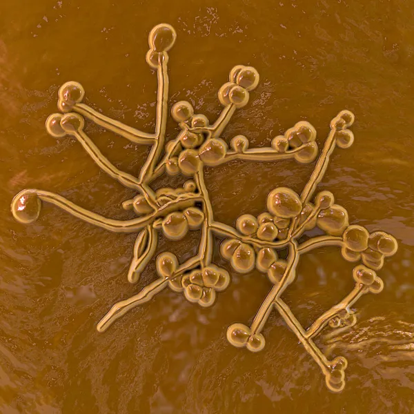 Μύκητες Candida Candida Albicans Auris Και Άλλες Παθογόνες Ζύμες Για — Φωτογραφία Αρχείου