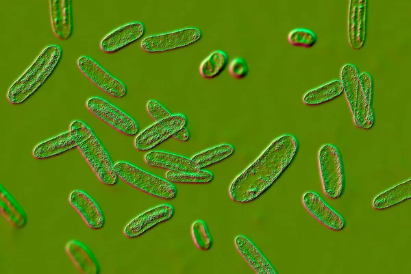 細菌の科学的画像Citrobacter Enterobaceace科のグラム陰性菌 3Dイラスト ヒトの腸で発見され 尿感染症 乳児髄膜炎および敗血症を引き起こす可能性がある — ストック写真