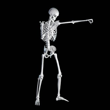 Boks sporunun anatomisi, 3 boyutlu illüstrasyon. Boks pozisyonundaki insan iskeleti boksun iskelet aktivitesini gösteriyor.