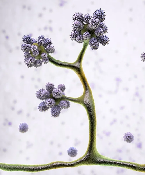 Mikroskopické Houby Cunninghamella Vědecké Ilustrace Patogenní Houby Řádu Sliznic Způsobit — Stock fotografie